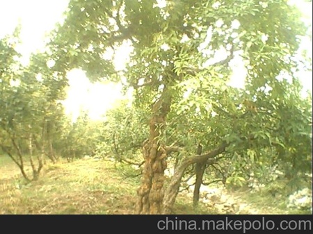 石榴树苗选丰源石榴基地