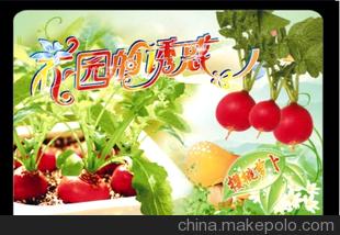 王婧品牌促销花园的诱惑 迷你盆栽草DIY种植桌面盆栽樱桃萝卜