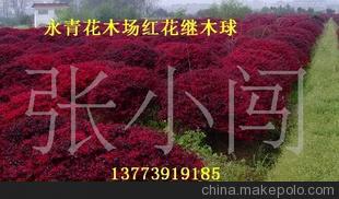 出售大规格红花继木球120-150cm 修剪好的光球 一级苗 永青花木场