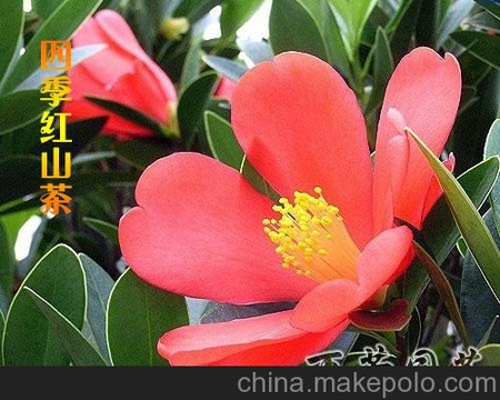 供应四季红山茶