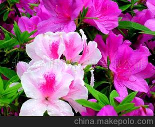 山东青州花卉园 杜鹃 金达莱 映山红-青州花草花卉草花苗木