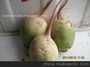 惠达种植供应白萝卜 心里美萝卜