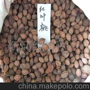 出售林木种子红叶桃种子红叶碧桃种子当年新采摘林木种子