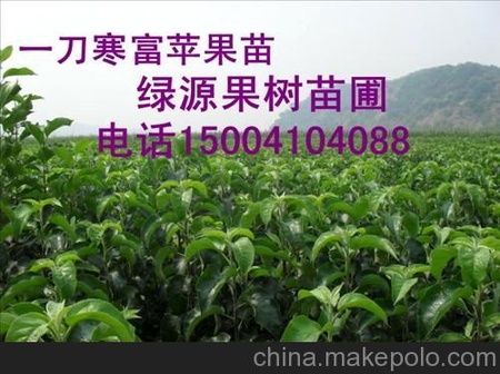 榛子苗，123果树苗，寒富苹果苗