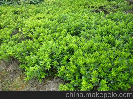 农场直销杜鹃花 比利时杜鹃 杜鹃花批发 杜鹃花盆景（一手货源）