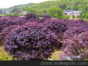 购买红花继木球 湖南红花继木球 跳马红花继木球 优选宏景苗圃