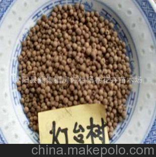 出售当年新采摘林木种子 灯台树种子 60元一斤