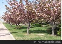 当年国槐苗木槿榆叶梅红叶碧桃扶芳藤红栌树黄栌树