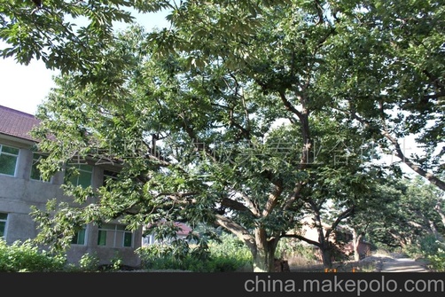 标粒120-130粒/KG 遵化板栗 迁西板栗