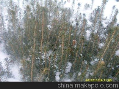 供应：白桦.水曲柳.蒙古栎.五角枫.榆树[胸经5--20cm]大量