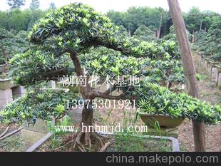 湖南精品造型罗汉松 造型盆景 树形优美漂亮