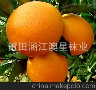 产地直供栌柑批发芦柑批发 蜜桔 桔子 柚子 另有冬笋 锥栗批发