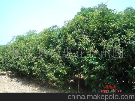 大量供应铁树罗汉松桂花山茶花广玉兰（闽北最大铁树罗汉松基地）