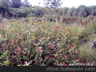 红叶石楠苗1--2年速生30--150厘米高红叶石楠苗/包邮费