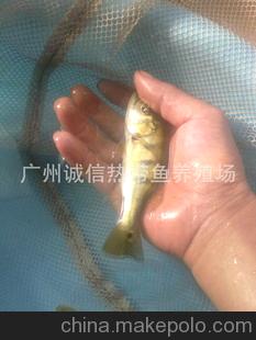 皇冠三间金老虎鱼批发厂家金老虎鱼销售