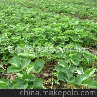广东深圳法兰地草莓苗