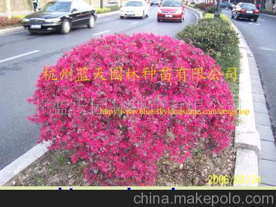 红花继木球，红叶石楠球，金叶女贞球等 球类植