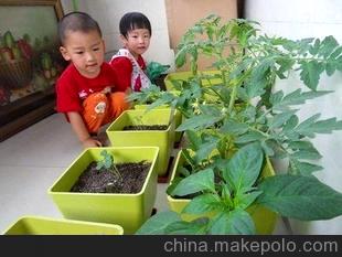 DIY玩具益智盆栽蔬菜种植儿童玩具萝卜观赏蔬菜