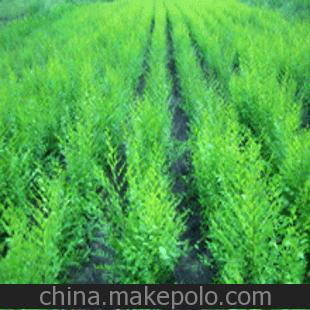 花木种子 林木种子 造林种子 国槐树种子 树木种子