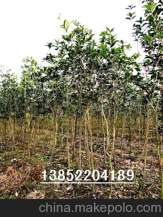 江苏苗圃供应红叶石楠，桂花，腊梅等园林植物