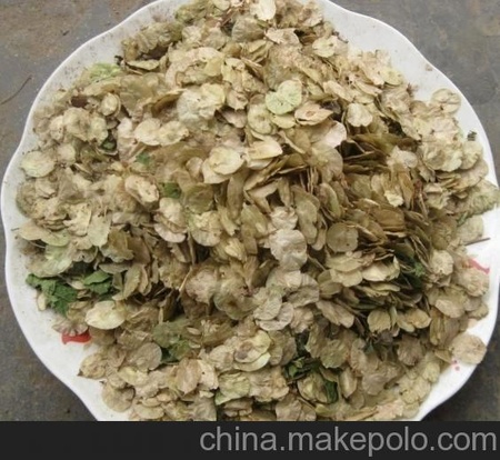 林木种子站大量供应优质（白榆种子） 发芽率达70%以上