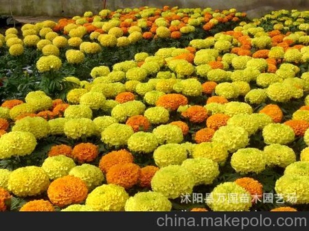精品萱草 金娃娃萱草 大花萱草 萱草 200头0.4元起批价 花卉