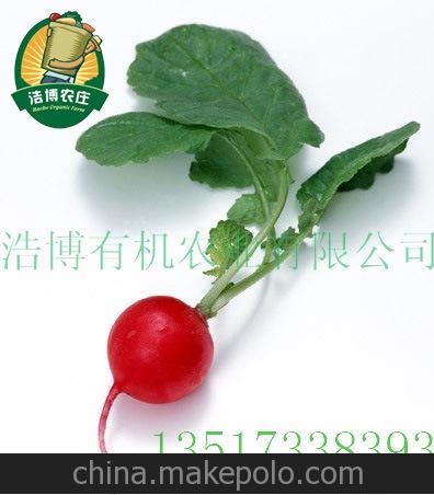 浩博有机农业有限公司种植基地供应有机樱桃萝卜