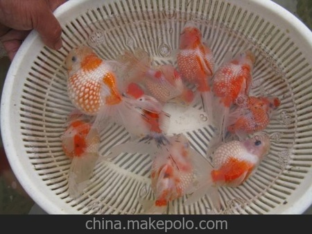 珍珠鱼 皇冠珍珠 红白珍珠鱼 淡水观赏鱼批发 镇平县李村养殖基地