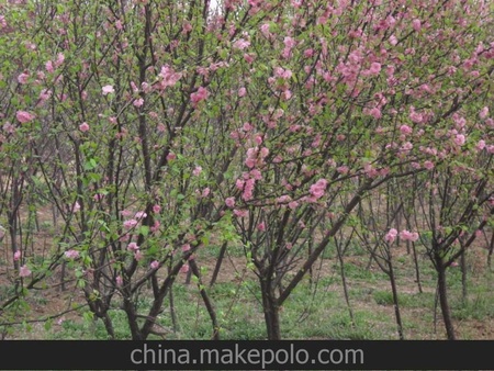 苗圃价大量批发供应百日红.紫薇..榆叶梅等绿化苗木
