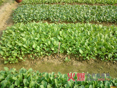 腐植酸肥料的好处 腐植酸肥料的优点,很多化肥根本没有,你会正确施用吗