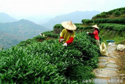 老荫茶的保质期  老荫茶是哪里的？ 