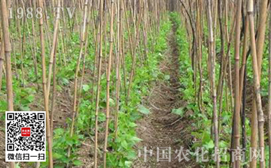 芸豆石 芸豆怎么种,芸豆的种植技术