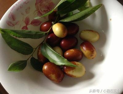 枣树  枣树怎么种 