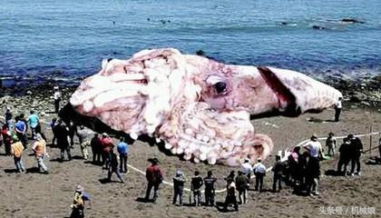 比蓝鲸大100倍的生物  蓝鲸真是最大的生物吗 