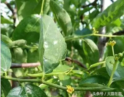 枣树什么时候控制水  枣树在开花结果的时候需要施放什么？ 