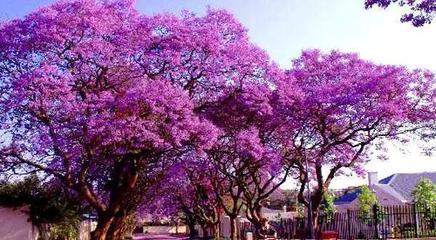 百日红树小树几年开花  紫薇树为何不开花？ 