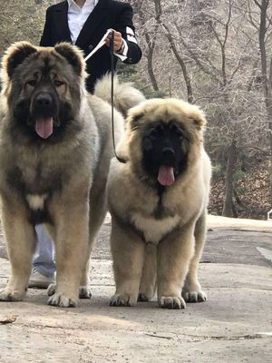 高加索犬十个不养理由 高加索犬怎么喂养,为什么很少人养高加索犬