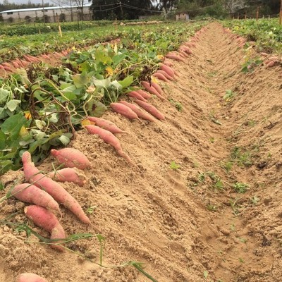 红薯亩产7万斤 种一亩红薯一年有多少公斤产量？