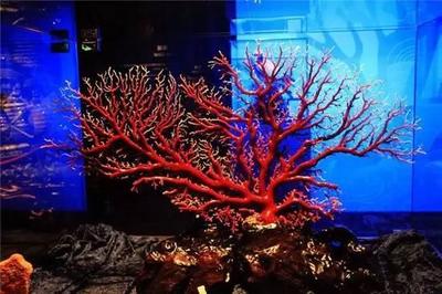 真红珊瑚的纹路图片  天然红珊瑚怎么知道真的假的？ 