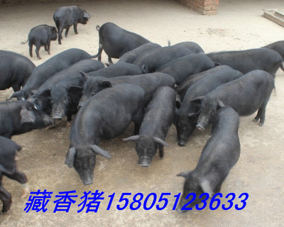 哪里有黑猪 哪里有黑猪出售卖 黑猪什么品种好