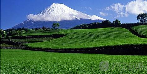 日本绿茶哪种好  日本茶有哪几种？ 