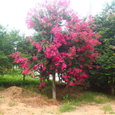 百日红树几月开花  百日红从几月开花到几月落叶 