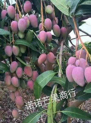 桂七芒果介绍  桂七芒与大青芒区别 