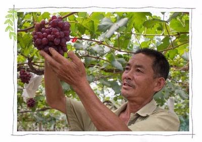 菲律宾有一种水果长得像葡萄  求一种水果 长得像葡萄、红提 