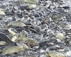 养草鱼技术视频草鱼的饲养密度  草鱼的养殖技术和密度 