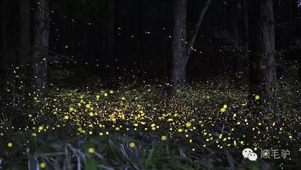萤火虫养殖方法  详细喂养萤火虫的方法 