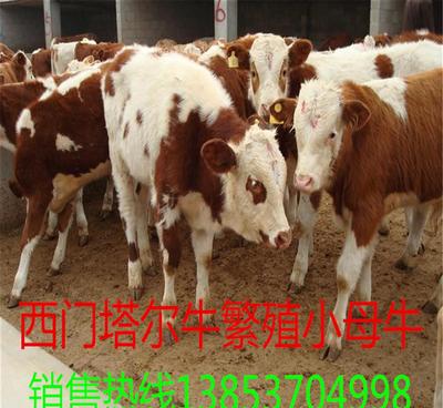 一头繁殖母牛一年纯利润  养殖三十头繁殖母牛一年能收入多？养殖三十头繁殖母牛一年能收入多... 