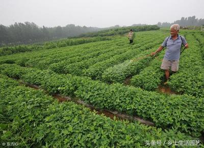 怎么防治花生地下虫  花生地下害虫的防治啥时间是最佳？ 