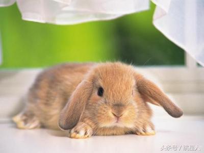 兔子和鲜花  收到兔子花是什么意思？ 