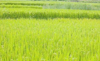 阿城两库圆粒水稻价格  现在圆粒水稻多少钱一斤 